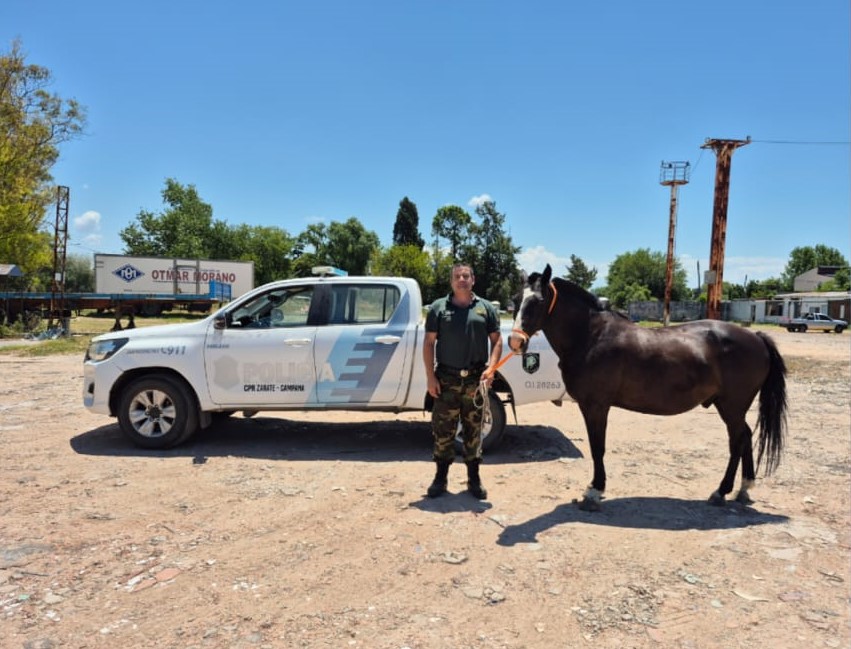 A salvo: el caballo que deambulaba por el Lubo ya está bajo el cuidado de una ONG