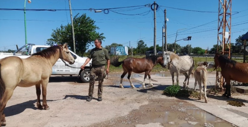 Caballos rescatados: tras el secuestro municipal, vivirán en una entidad protectora