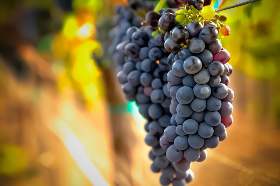 Syrah argentino: El ascenso de una variedad que conquista el territorio nacional