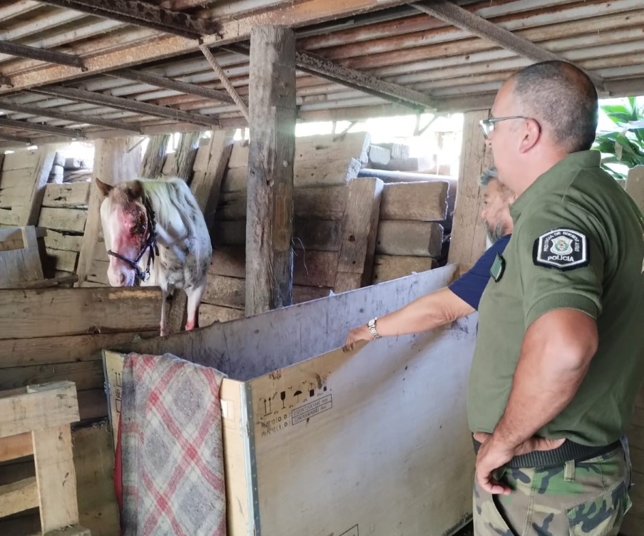 Ponen a resguardo a un equino víctima de crueldad y maltrato animal