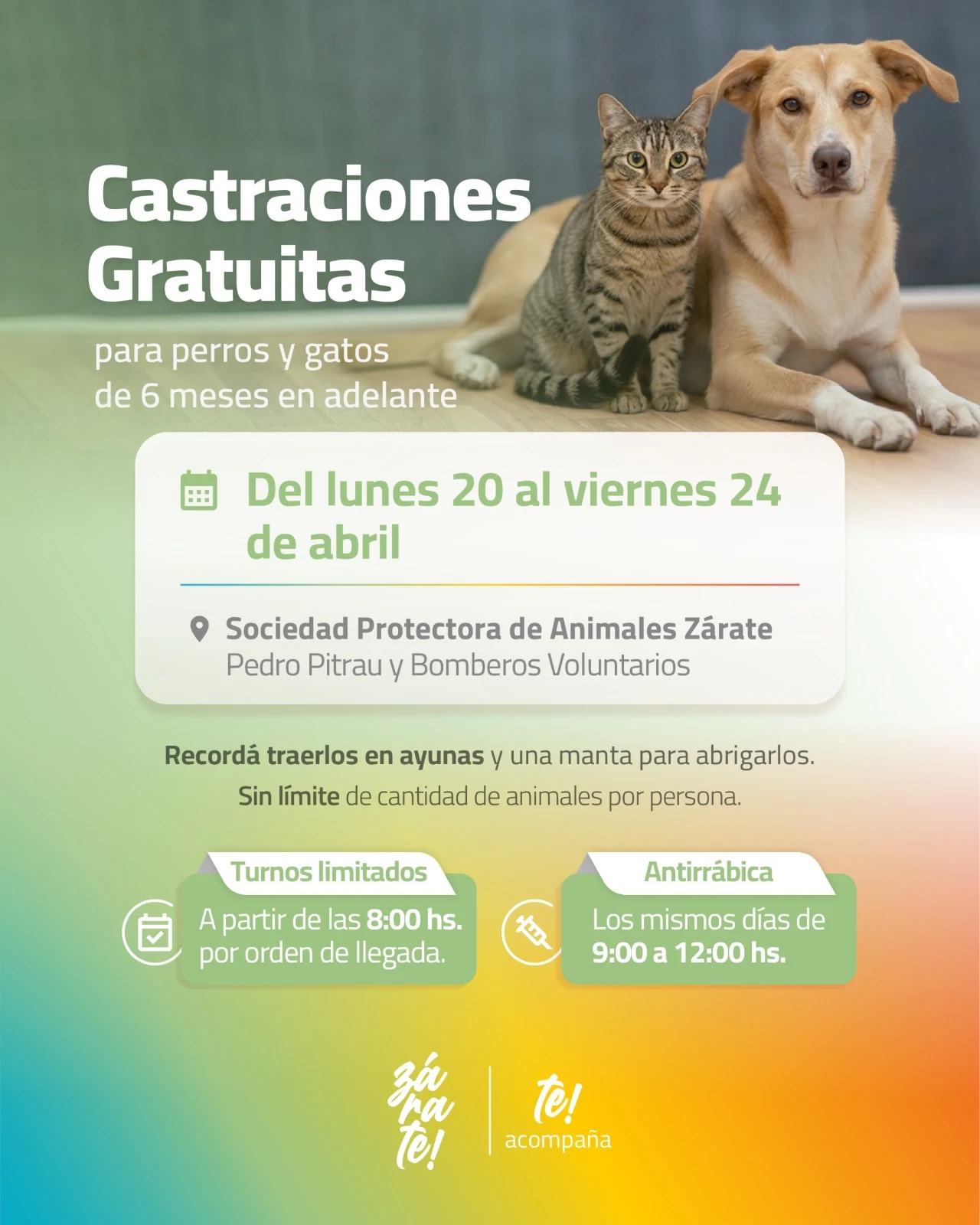 Mascotas: Castraciones gratuitas para perros y gatos toda la semana en Zárate