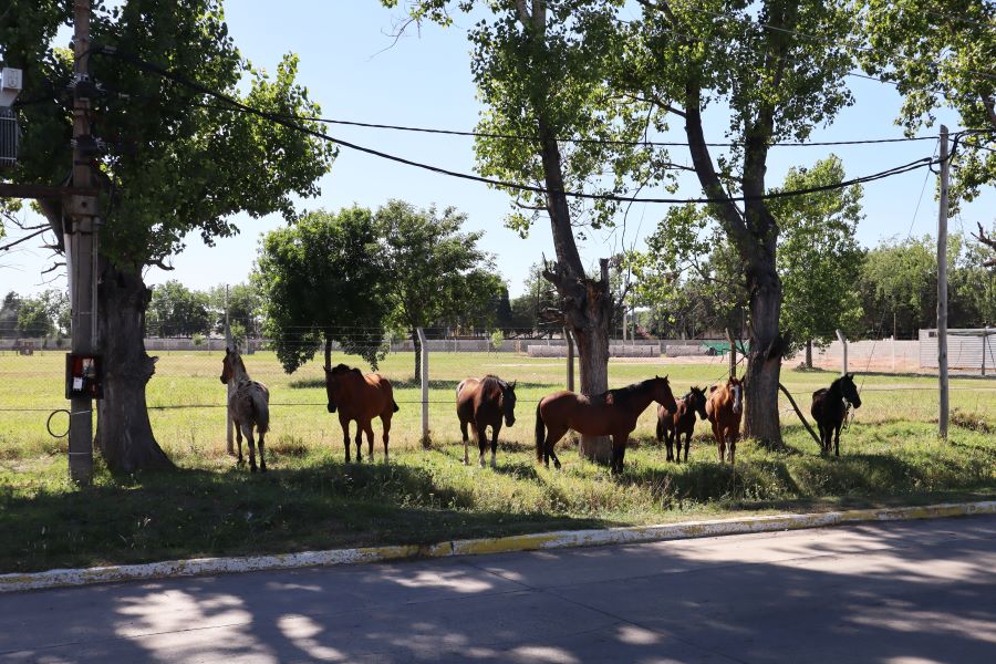 Cómo denunciar la presencia de caballos en la vía pública a través de Alerta Campana